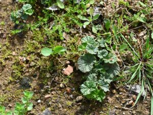 Malvella sherardiana