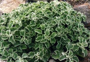 Marrubium incanum