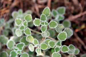 Marrubium supinum