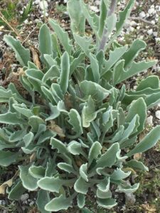 Matthiola fragrans