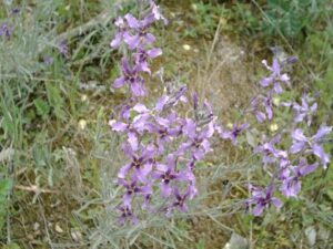 Matthiola fruticulosa