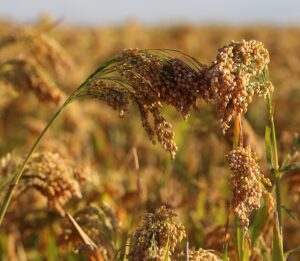 Panicum miliaceum