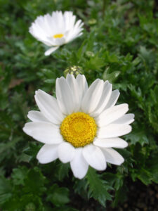 Mauranthemum paludosum subsp. paludosum