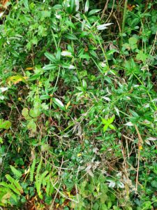 Rubia peregrina