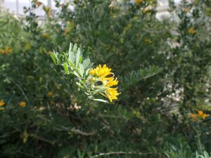 Medicago strasseri
