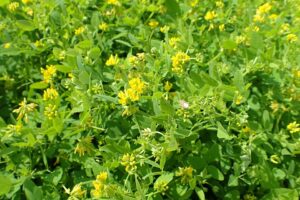 Medicago carstiensis