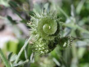 Medicago disciformis