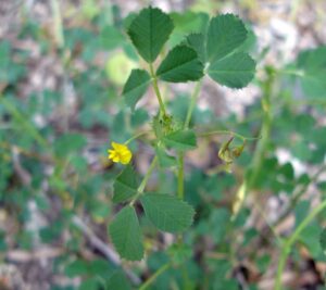Medicago orbicularis