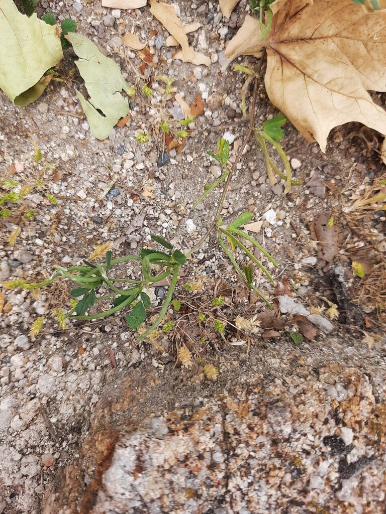 Medicago polyceratia