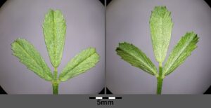 Medicago prostrata