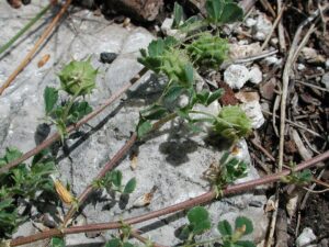 Medicago rigidula