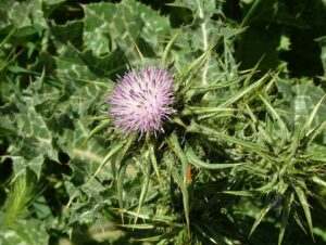 Silybum marianum