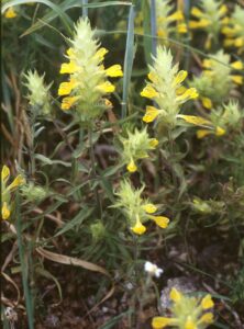Melampyrum barbatum