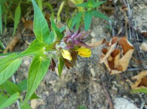 Melampyrum catalaunicum
