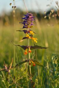 Melampyrum nemorosum