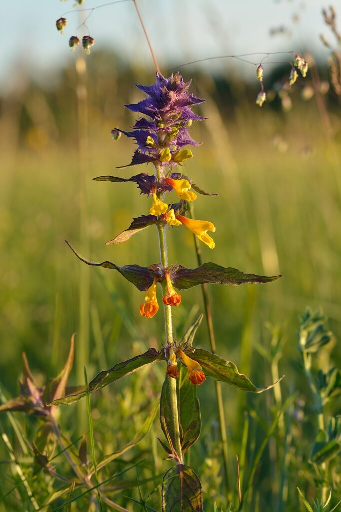 Melampyrum nemorosum