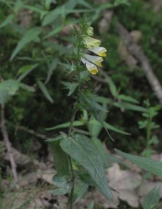 Melampyrum pratense