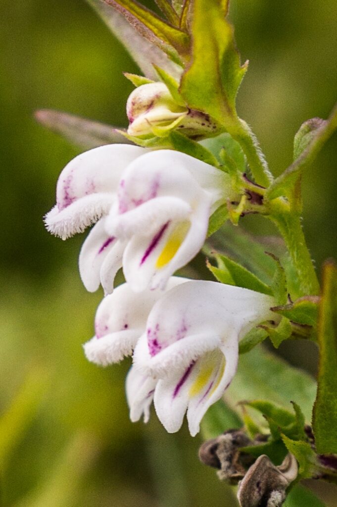 Melampyrum saxosum
