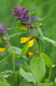 Melampyrum nemorosum subsp. nemorosum