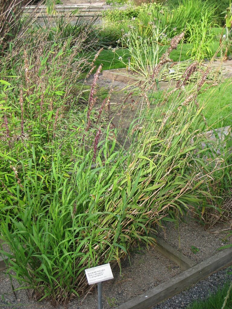 Melica altissima