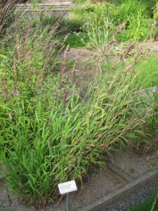 Melica altissima