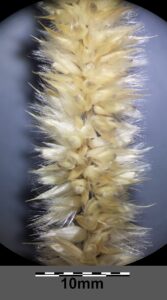 Melica transsilvanica