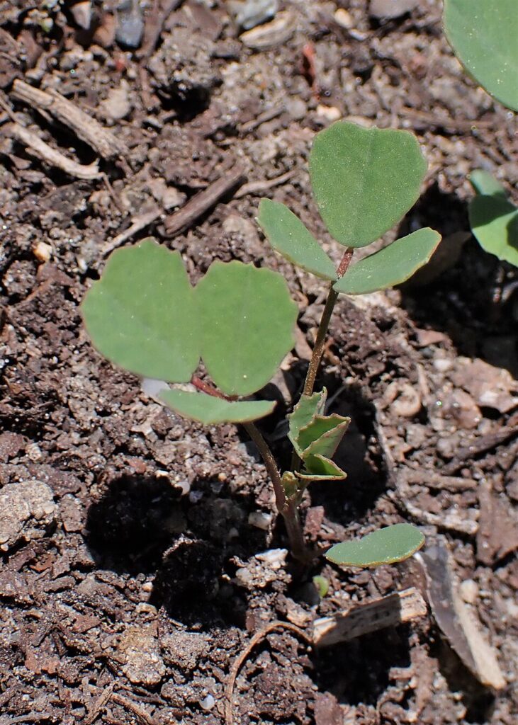 Melilotus officinalis