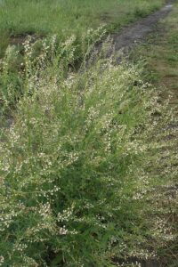 Melilotus wolgicus