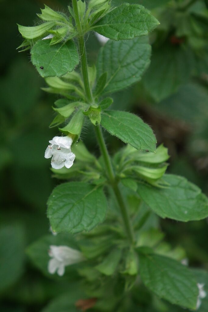 Melissa officinalis