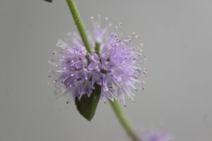 Micromeria microphylla