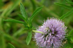 Mentha cervina
