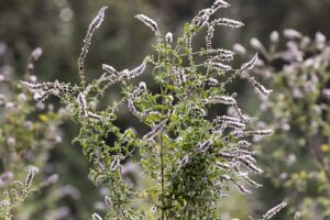 Mentha longifolia