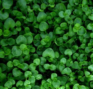 Mentha requienii