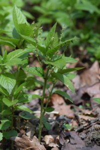 Mercurialis perennis