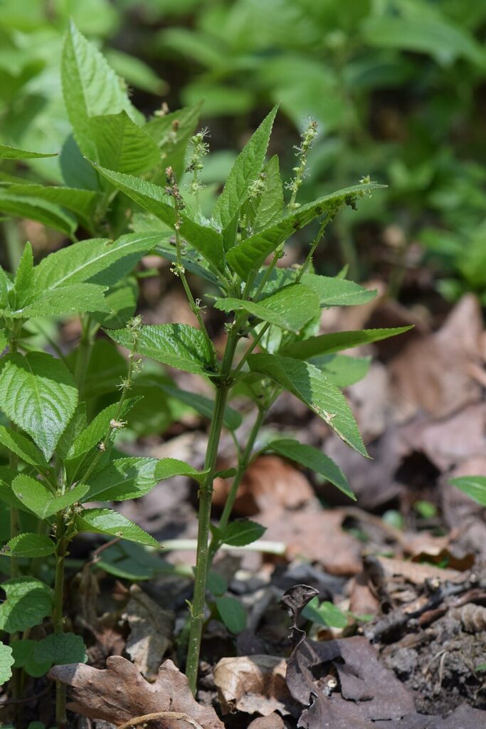 Mercurialis perennis