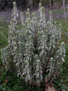 Mercurialis tomentosa