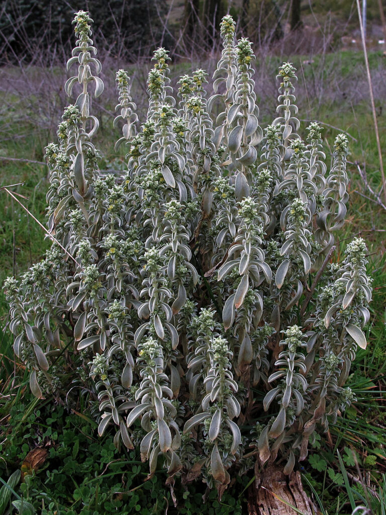 Mercurialis tomentosa