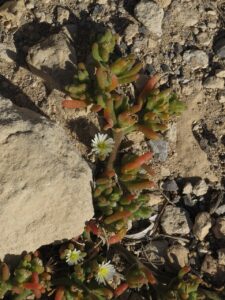 Mesembryanthemum nodiflorum