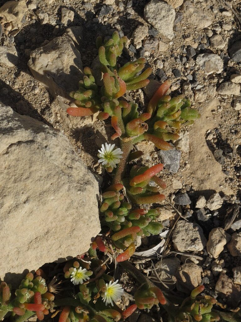 Mesembryanthemum nodiflorum