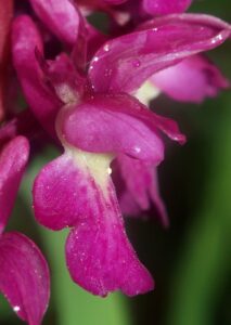 Orchis × loreziana nothosubsp. loreziana