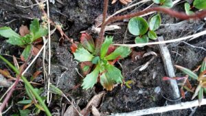 Saxifraga foliolosa
