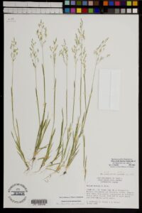 Milium vernale