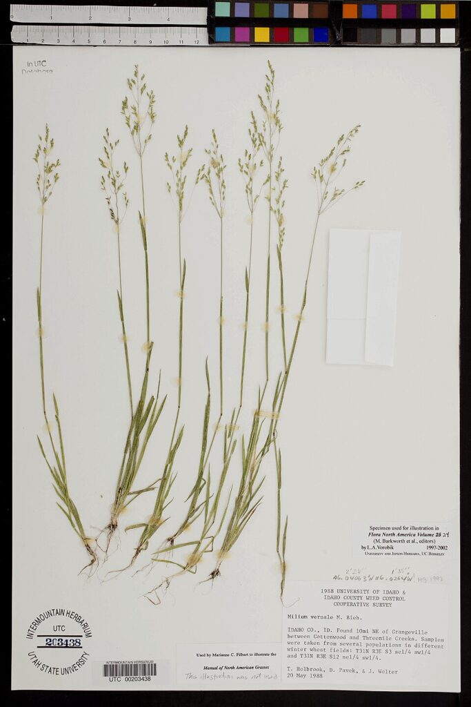 Milium vernale