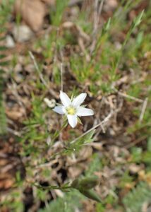 Minuartia recurva subsp. recurva