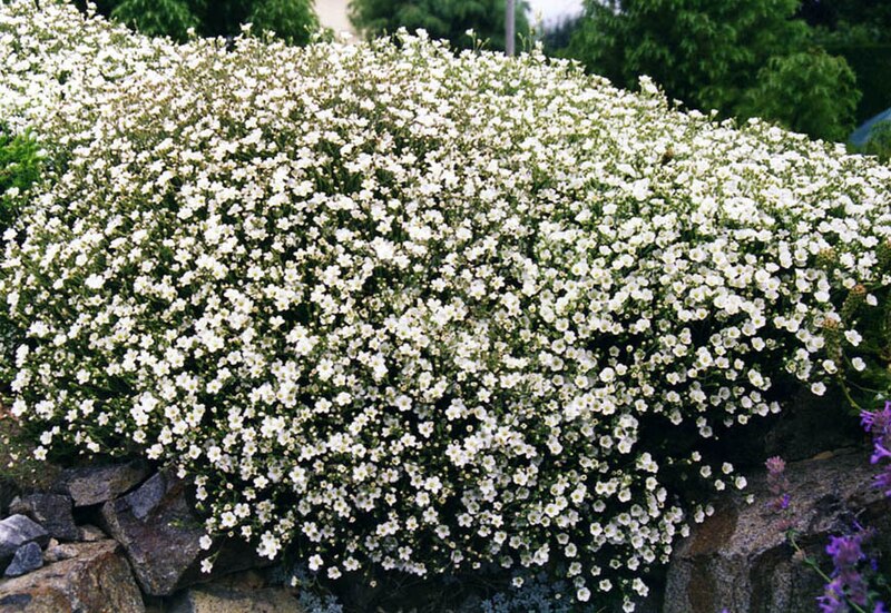 Cherleria capillacea