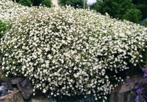 Cherleria capillacea
