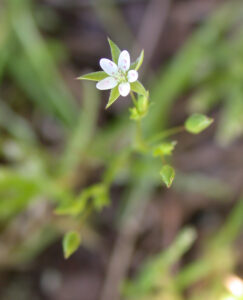 Sabulina tenuifolia subsp. tenuifolia