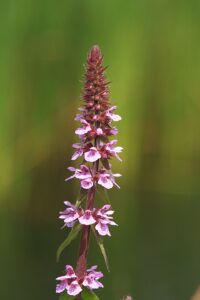 Stachys palustris