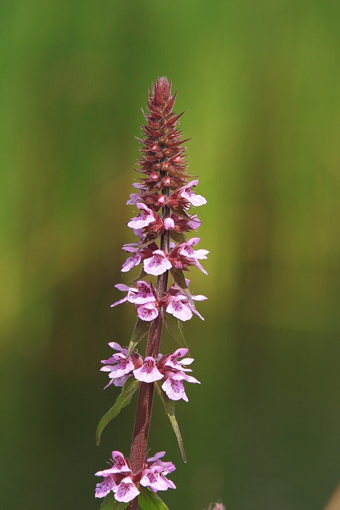 Stachys palustris