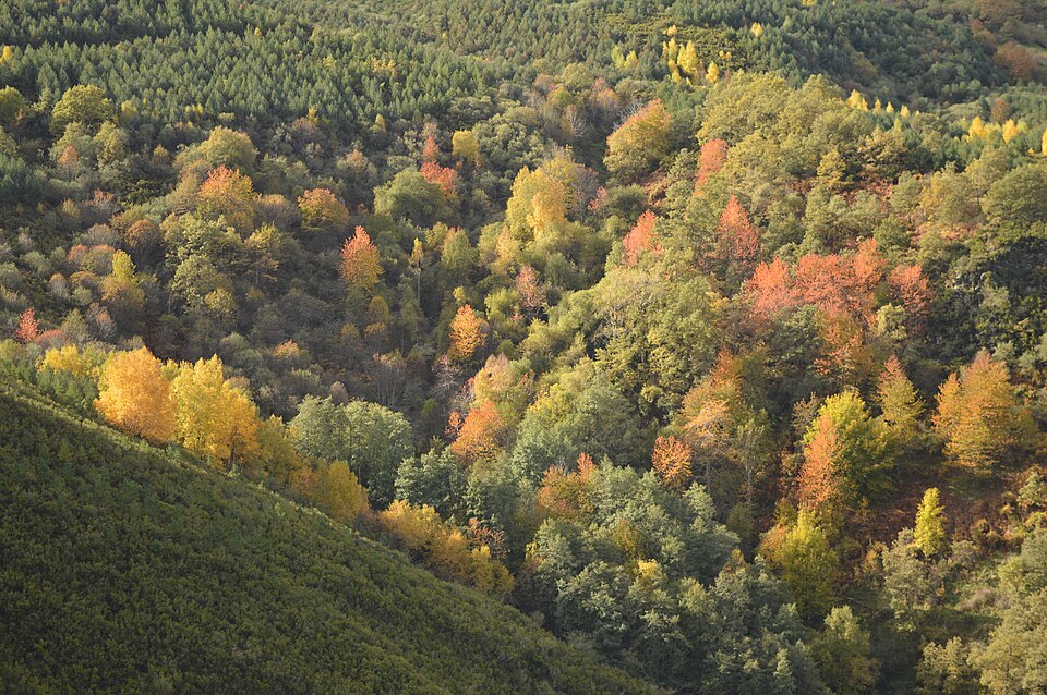 Geranium dolomiticum